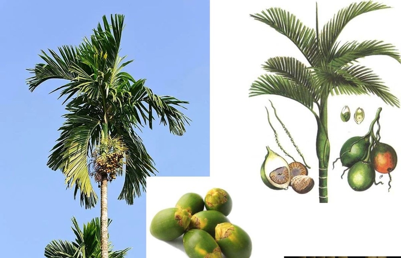 Rượu ngâm hạt cau cần 20-25 quả cau tươi cho vào bình ngâm với 1 lít rượu trắng