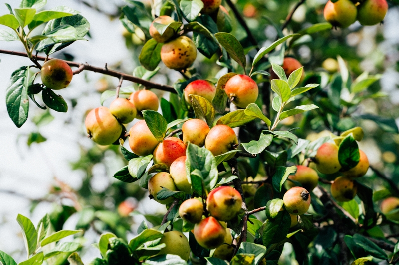 Rượu táo mèo có tác dụng gì - Tìm hiểu ngay! 1