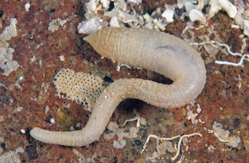 Sá sùng là gì? Công dụng sức khỏe không ngờ đến của sá sùng 1