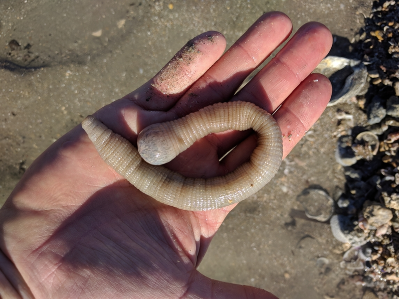 Sá sùng là gì? Công dụng sức khỏe không ngờ đến của sá sùng 2