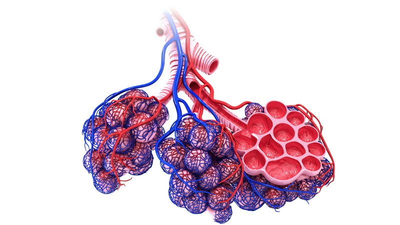 Cơ chế gây hại của nước ngọt và nước mặn lên phổi hoàn toàn khác nhau