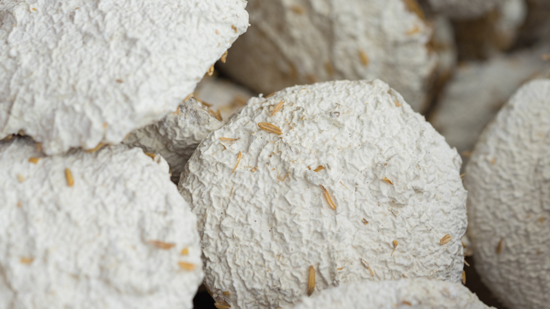 Saccharomyces cerevisiae là gì? Ứng dụng trong đời sống 4