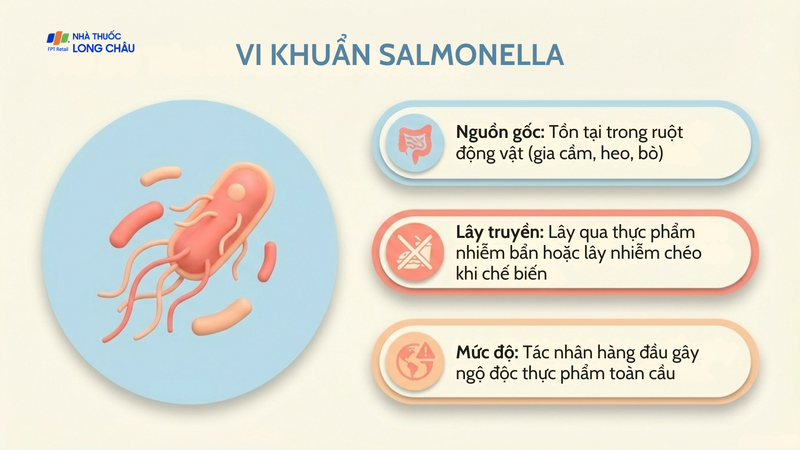 Salmonella là một trong những nguyên nhân hàng đầu gây ngộ độc thực phẩm