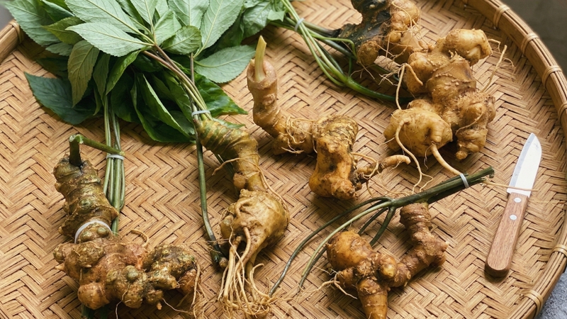 Sâm Ngọc Linh là một loài thực vật thuộc chi Panax, được phát hiện tại vùng núi thuộc khu vực miền Trung Việt Nam