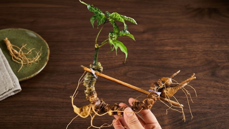 Sâm Ngọc Linh không có tác dụng chữa bệnh và không thể thay thế thuốc điều trị theo chỉ định của bác sĩ