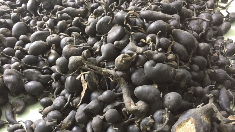 Sâm Ô Linh: Công dụng và cách dùng hiệu quả 3