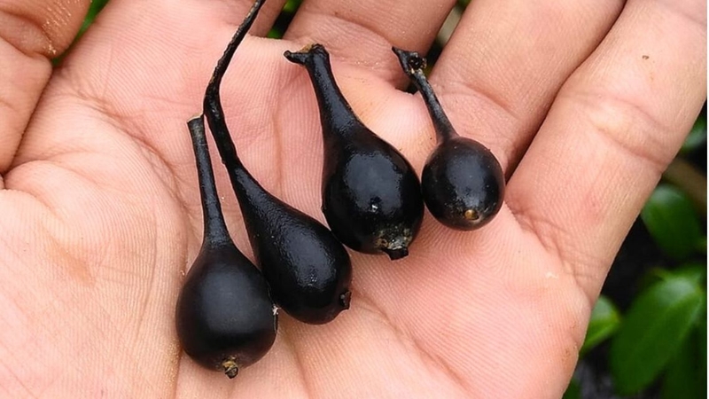 Sâm Ô Linh: Công dụng và cách dùng hiệu quả 4