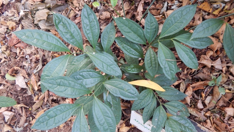 Sâm xuyên đá là gì? Công dụng và cách dùng hiệu quả 1