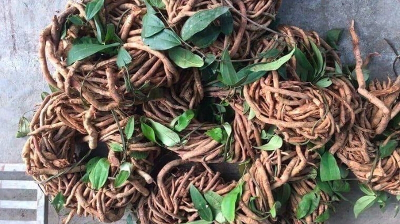 Sâm xuyên đá là gì? Công dụng và cách dùng hiệu quả 2