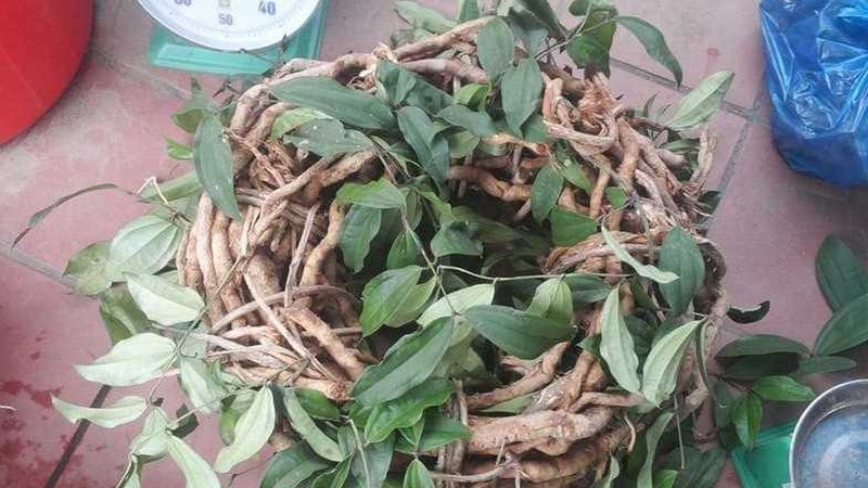 Sâm xuyên đá là gì? Công dụng và cách dùng hiệu quả 4