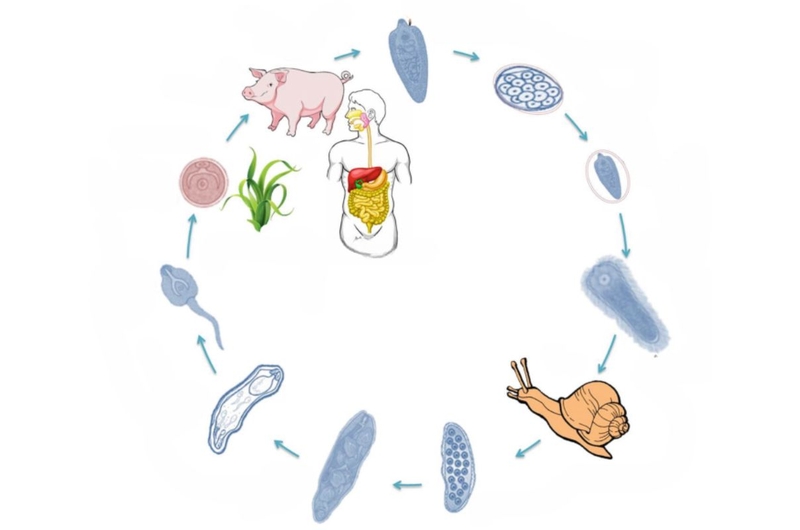 Sán bã trầu ký sinh ở đâu? Lây truyền thế nào? Điều trị và phòng ngừa ra sao 2