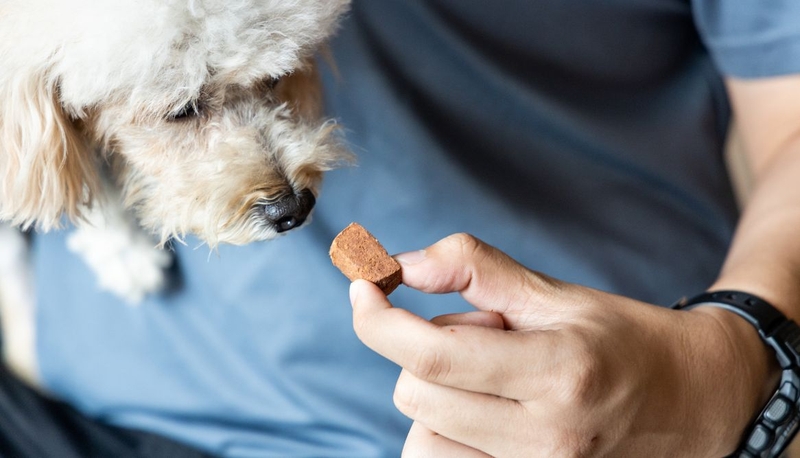 Điều trị sán chó uống thuốc gì? Lưu ý khi uống thuốc trị sán chó 4