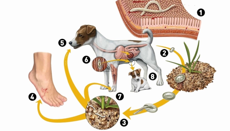 Sán chó và giun đũa chó khác nhau như thế nào 2