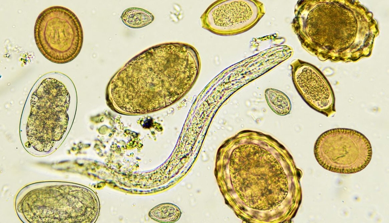 Sán chó và giun đũa chó khác nhau như thế nào 1