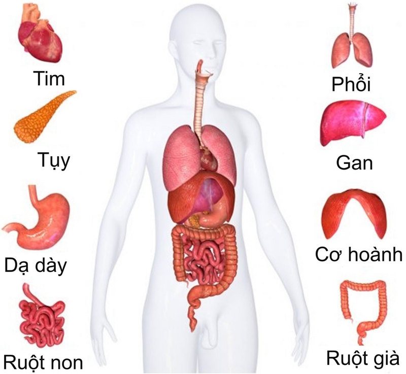 Sán lá gan là gì? Sán lá gan ký sinh ở đâu trong cơ thể người? 2