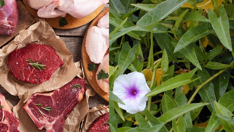 Sán lá gan lớn: Nguyên nhân, triệu chứng và chẩn đoán 2