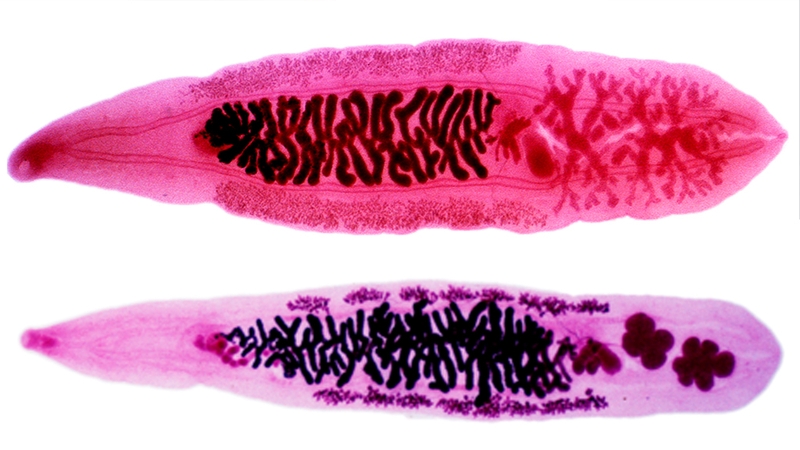 Sán lá gan nhỏ: Nguyên nhân, biểu hiện và biện pháp phòng chống 1