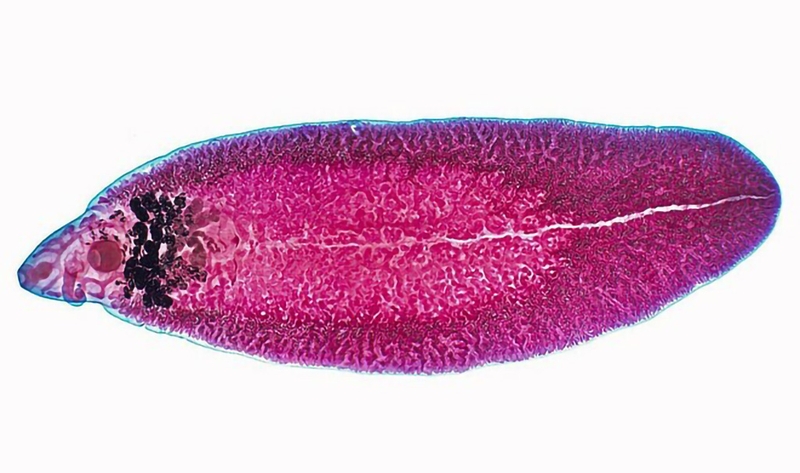 Bệnh sán lá gan là gì? Sán lá gan sinh sản như thế nào?