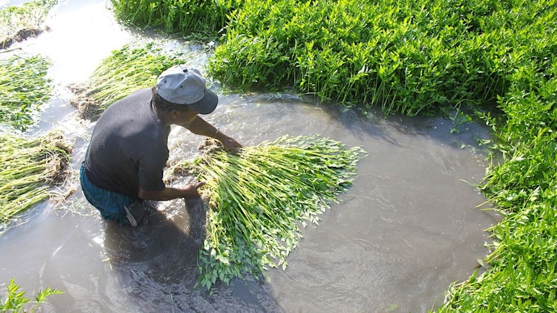 Thực vật thủy sinh sống có thể chứa nang trùng gây nhiễm