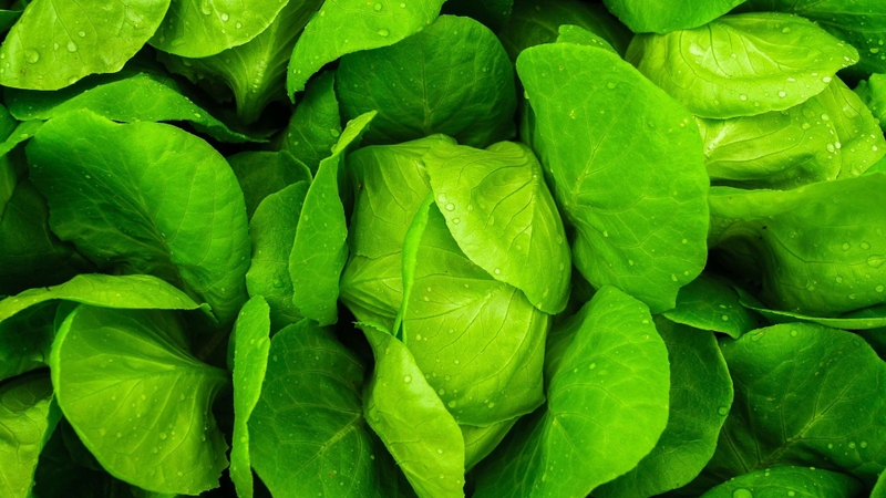 Sản phẩm hữu cơ và những điều bạn cần biết 3