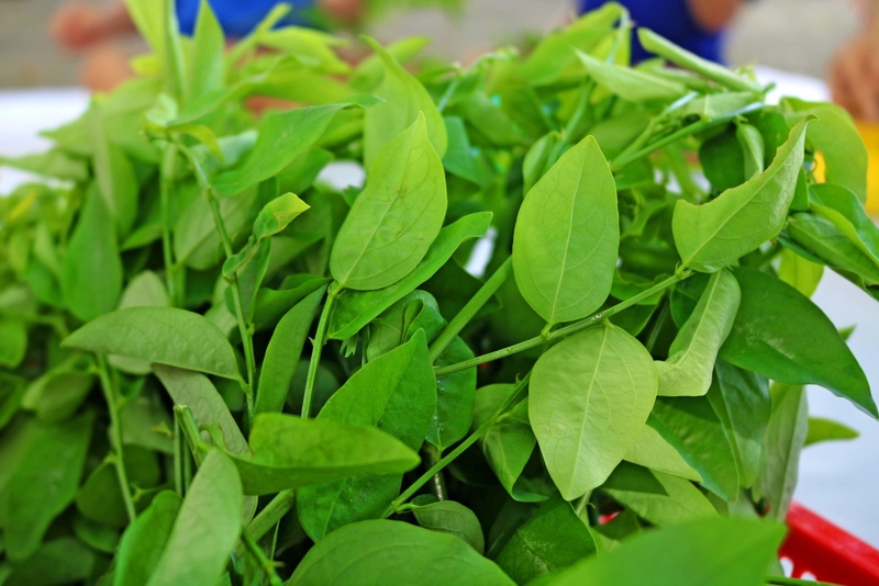 Sau khi phá thai có nên ăn rau ngót không