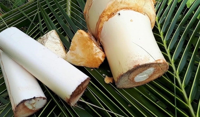 Sản phụ sau sinh ăn củ hủ dừa được không? 2