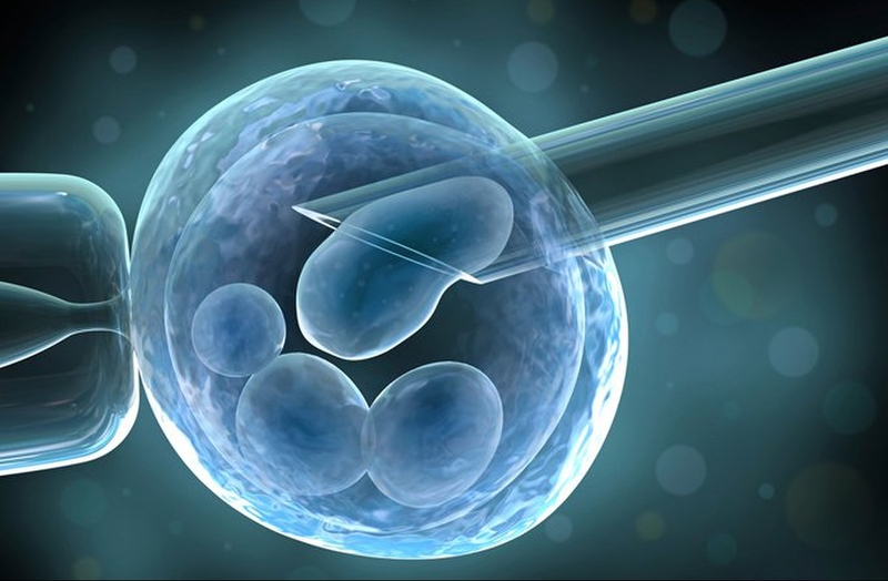 Sàng lọc phôi có ảnh hưởng đến chất lượng phôi không? 1