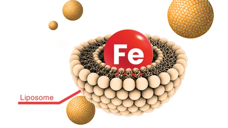 Sắt liposome là sắt gì? Đặc điểm của sắt liposome 2