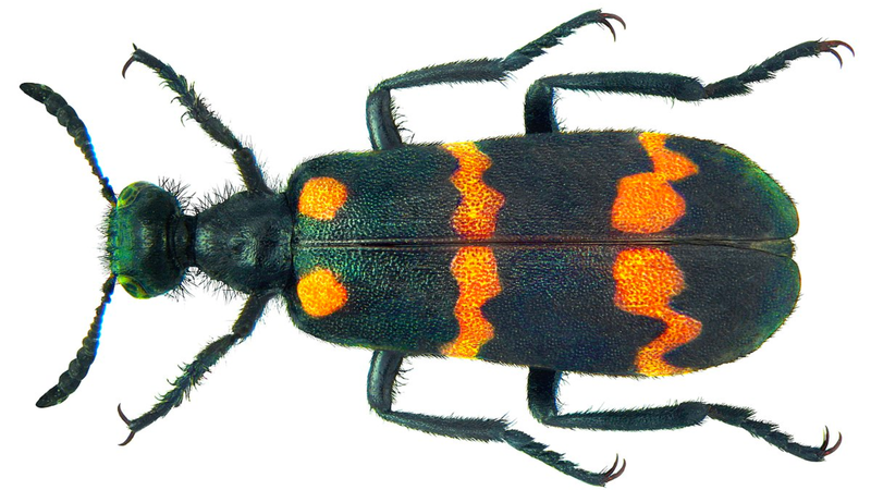 Sâu ban miêu: Loại côn trùng làm thuốc tuy nhiên có độc tố mạnh 1