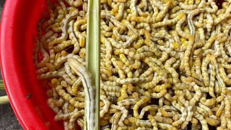 Theo các phân tích thành phần, sâu chít cung cấp nguồn dinh dưỡng giàu đạm và năng lượng