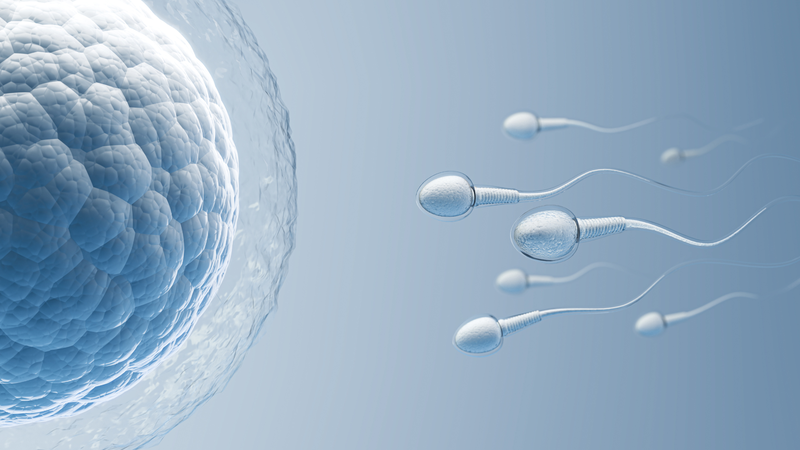 Sau quan hệ bao lâu thì tinh trùng vào tử cung? Giải đáp chi tiết cho chị em 1