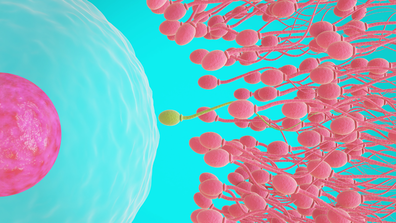 Sau quan hệ bao lâu thì tinh trùng vào tử cung? Giải đáp chi tiết cho chị em 3