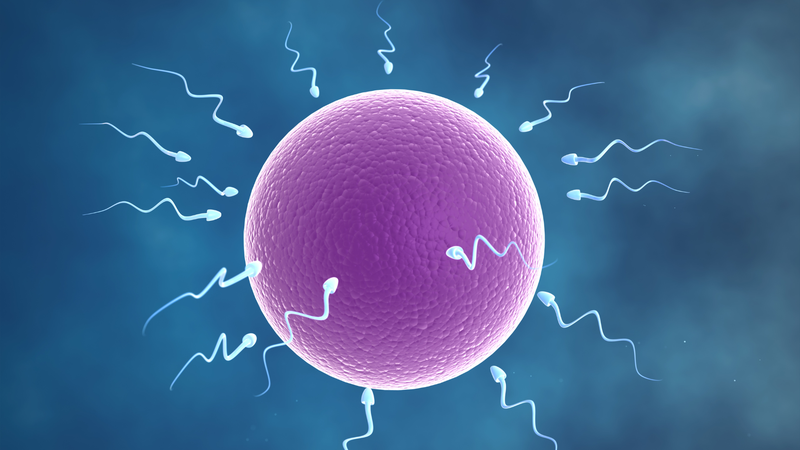 Sau quan hệ bao lâu thì tinh trùng vào tử cung? Giải đáp chi tiết cho chị em 4