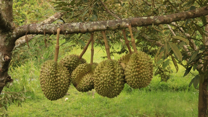 Sầu riêng có thể bị nhiễm Cadimi do nhiều yếu tố liên quan đến môi trường và thực hành canh tác