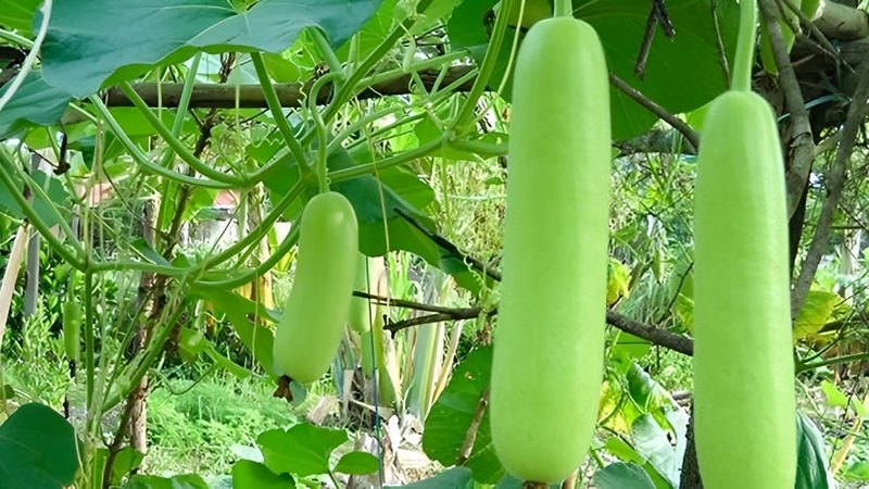 Sau sinh ăn bầu được không? Một số cách chế biến món ăn từ bầu ngon và hấp dẫn 1