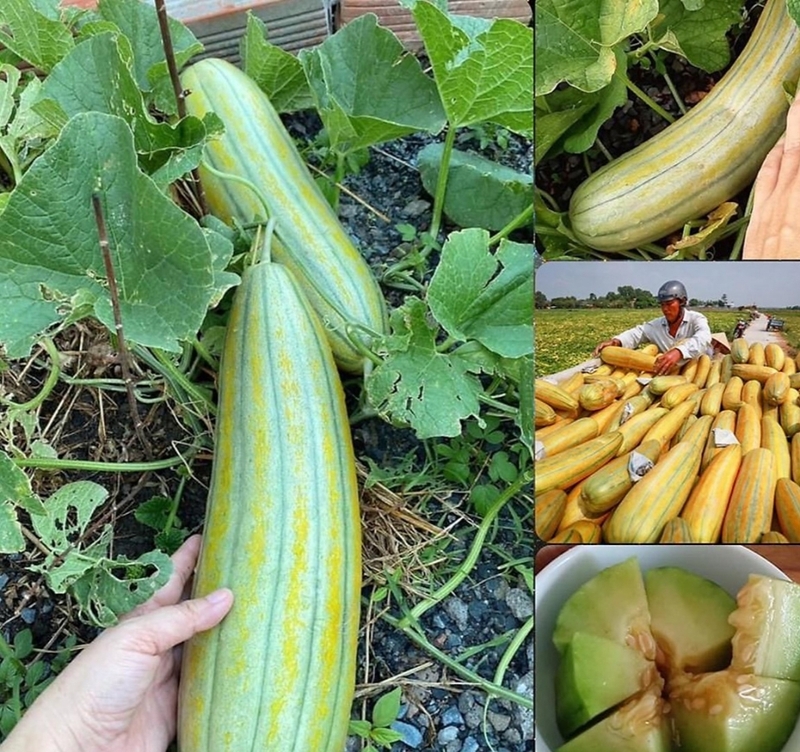 Sau sinh ăn dưa gang được không? Lợi ích bất ngờ của dưa gang đối với phụ nữ sau sinh 1