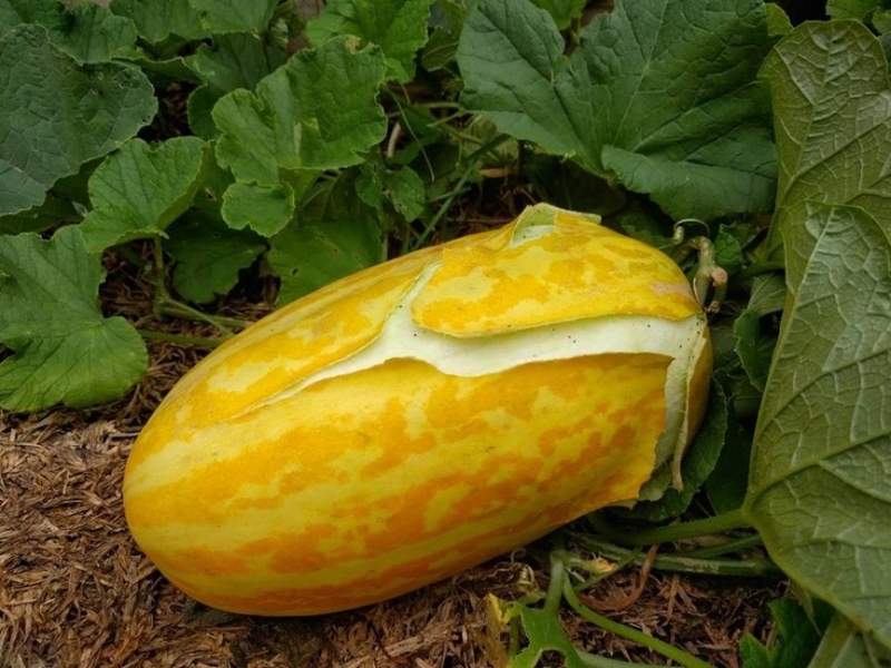 Sau sinh ăn dưa gang được không? Lợi ích bất ngờ của dưa gang đối với phụ nữ sau sinh 4