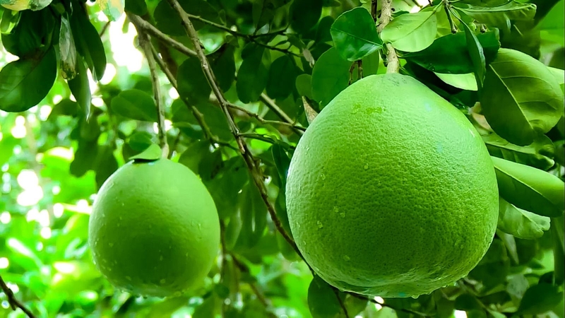 Sau sinh ăn dưa hấu được không? Nên chú ý gì nếu ăn dưa hấu sau sinh? 4