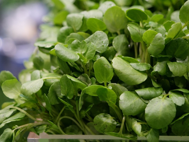 Sau sinh ăn rau cải xoong được không? Sự thật mẹ bỉm cần quan tâm 4