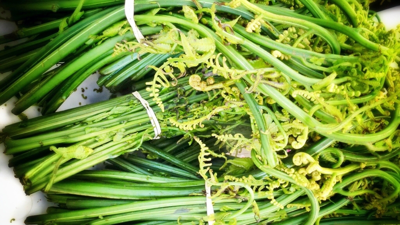 Sau sinh ăn rau dớn được không? Lưu ý khi ăn rau dớn 1