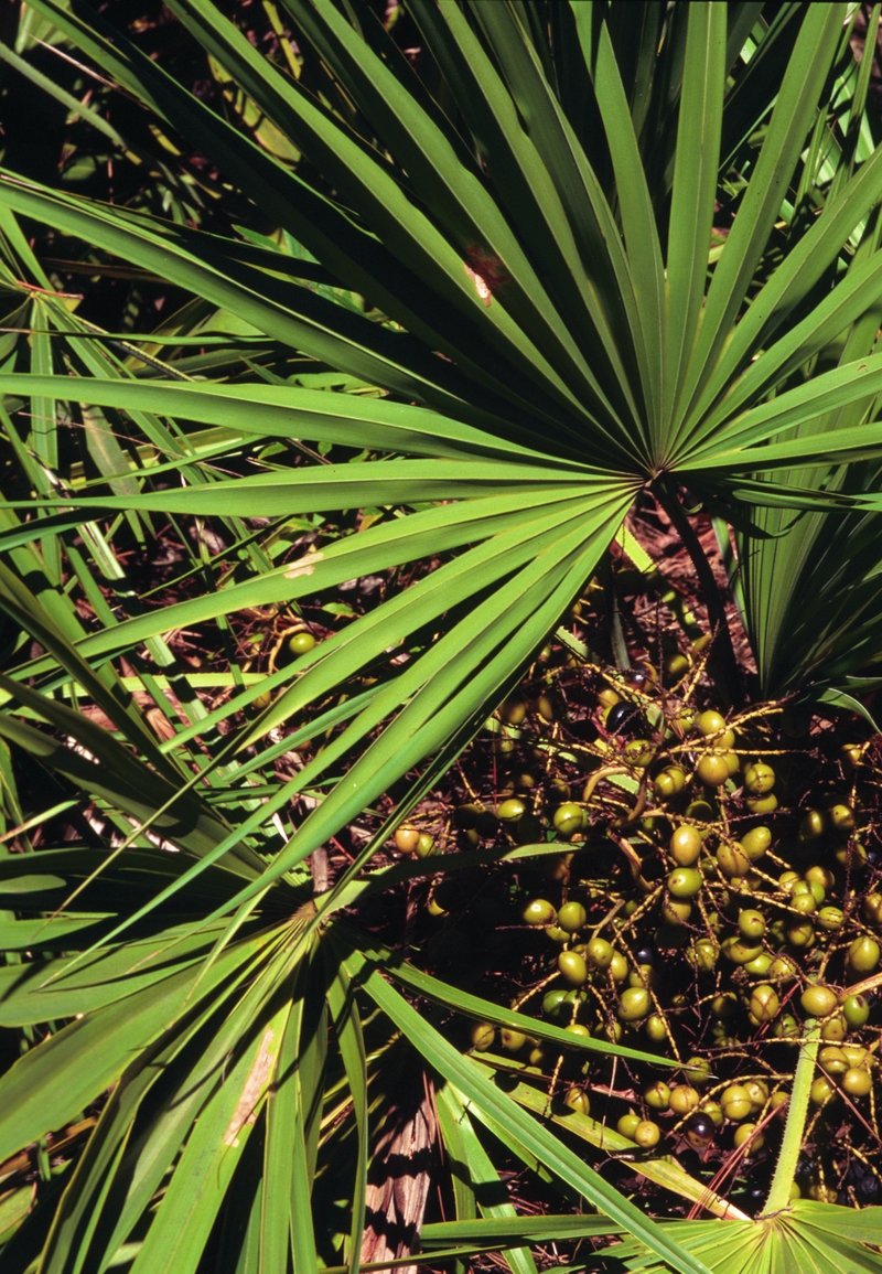 Saw Palmetto là gì? Saw Palmetto có tác dụng gì đối với sức khỏe 1