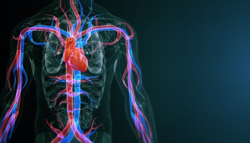Sinh lý tim mạch: Tìm hiểu chi tiết về cấu trúc, chức năng, thông số 1