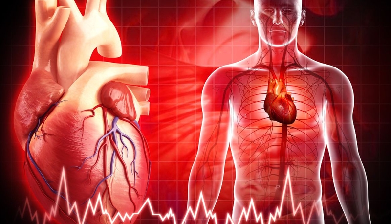 Sinh lý tim mạch: Tìm hiểu chi tiết về cấu trúc, chức năng, thông số 3