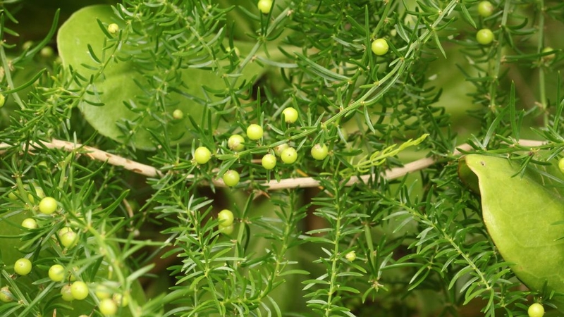 Siro thiên môn bổ phổi uống chung với thuốc tây được không? 2