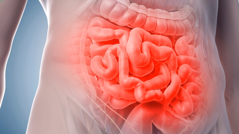 small intestine là gì? 2