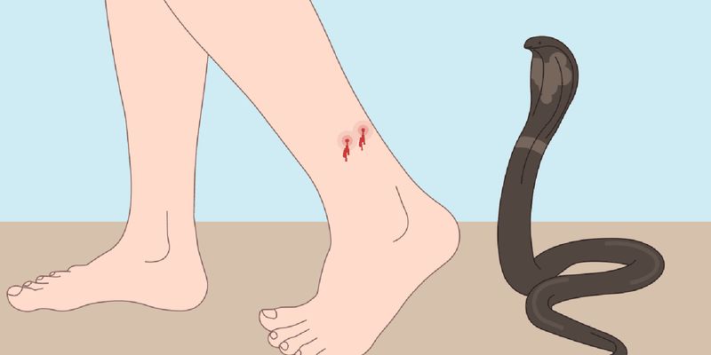 Bị rắn cắn chân: Những điều nên và không nên làm 1