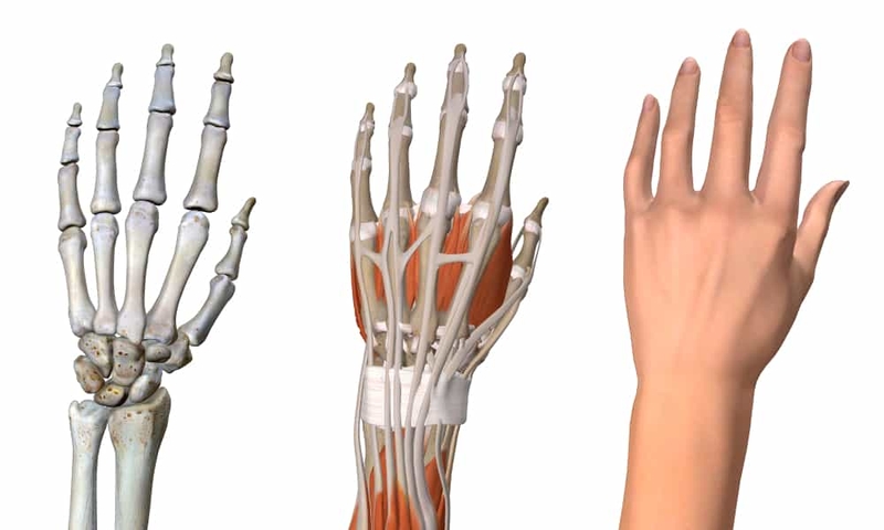 Đặc điểm giải phẫu xương chi trên 3