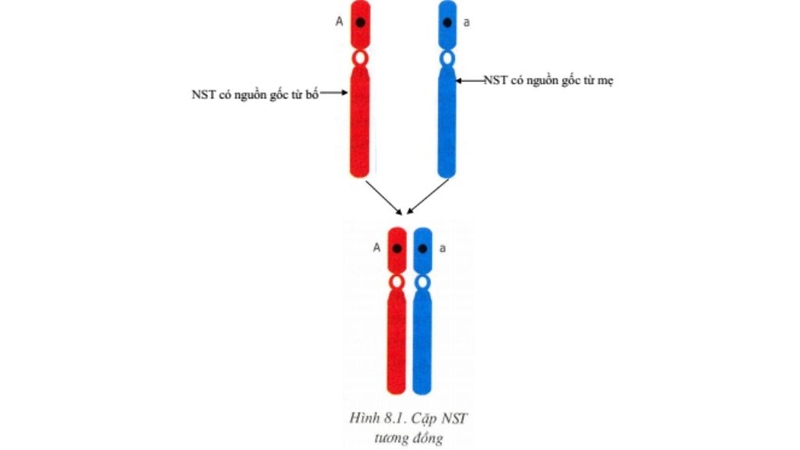 Nhiễm sắc thể tương đồng: Cấu tạo, vai trò và những điều nên biết! 1