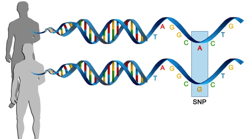 SNP là gì? Hiểu rõ về tầm quan trọng của chúng trong nghiên cứu gen 3