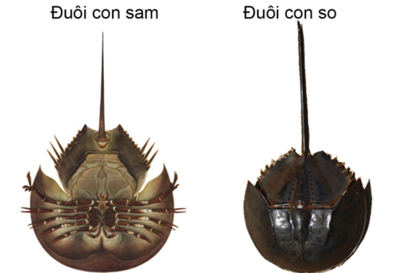 So biển là gì? Các dấu hiệu ngộ độc của so biển